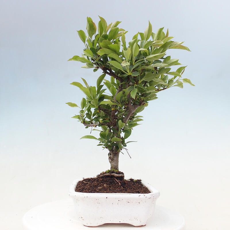 Bonsai da esterno - Malus sargentii - Melo a frutto piccolo