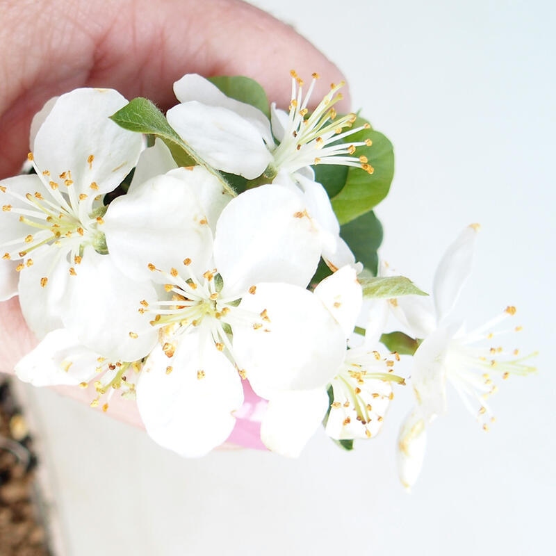 Bonsai da esterno - Malus sargentii - Melo a frutto piccolo