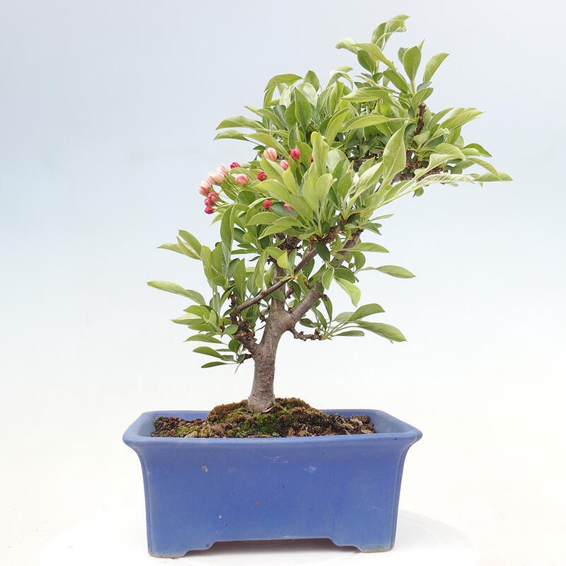 Bonsai da esterno - Malus sargentii - Melo a frutto piccolo