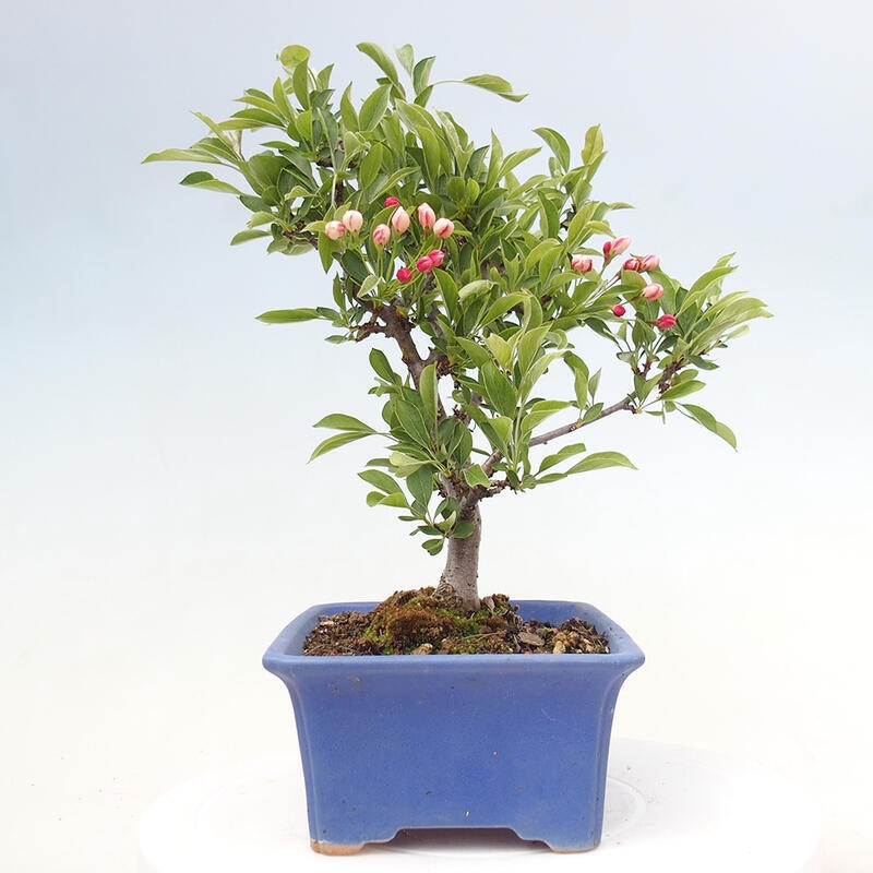 Bonsai da esterno - Malus sargentii - Melo a frutto piccolo