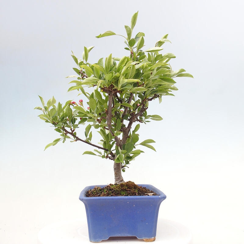 Bonsai da esterno - Malus sargentii - Melo a frutto piccolo