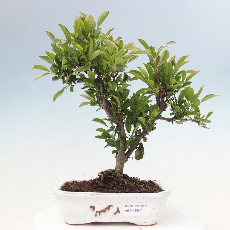 Bonsai da esterno - Malus sargentii - Melo a frutto piccolo
