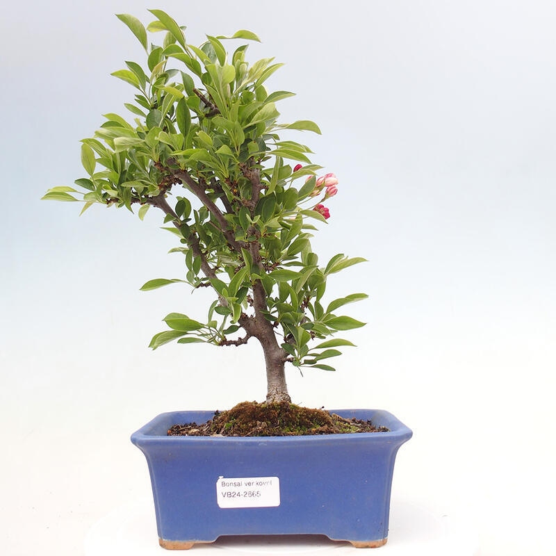 Bonsai da esterno - Malus sargentii - Melo a frutto piccolo