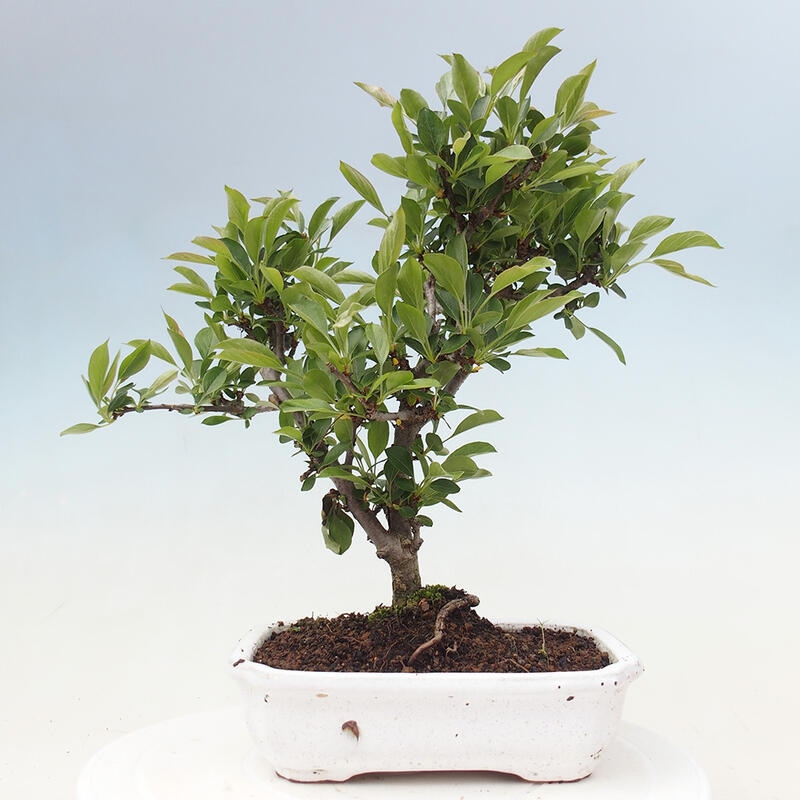 Bonsai da esterno - Malus sargentii - Melo a frutto piccolo