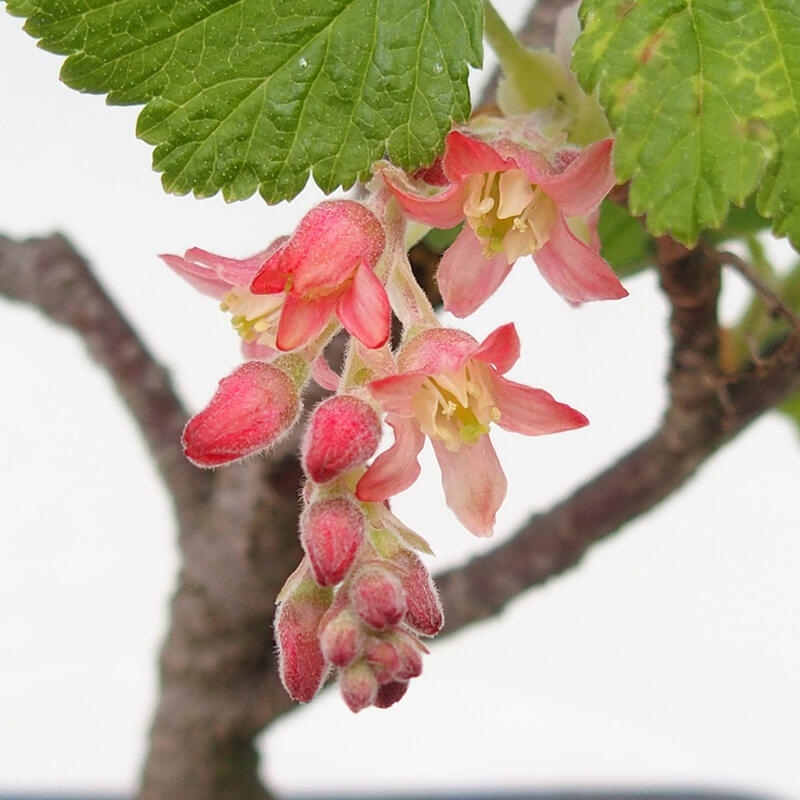 Bonsai da esterno - Ribes sanguneum