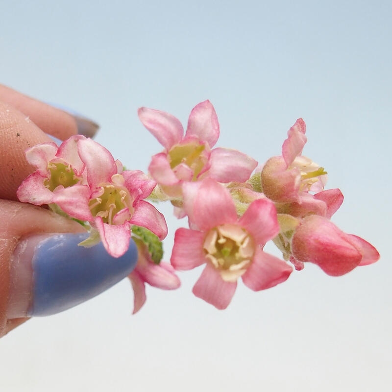 Bonsai da esterno - Ribes sanguneum