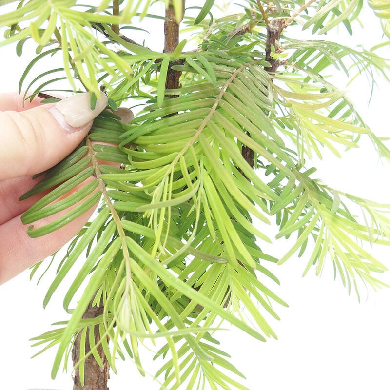 Bonsai da esterno - Metasequoia glyptostroboides - Metasequoia cinese