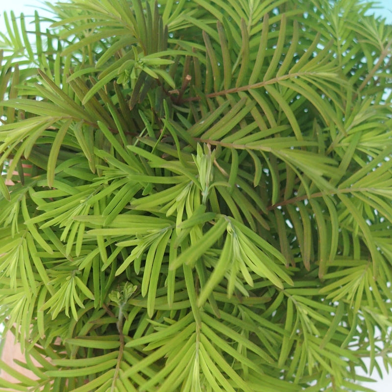Bonsai da esterno - Metasequoia glyptostroboides - Metasequoia cinese