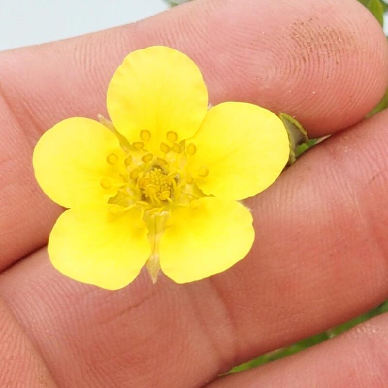 Bonsai da esterno - Potentila fruticosa yellow Bird