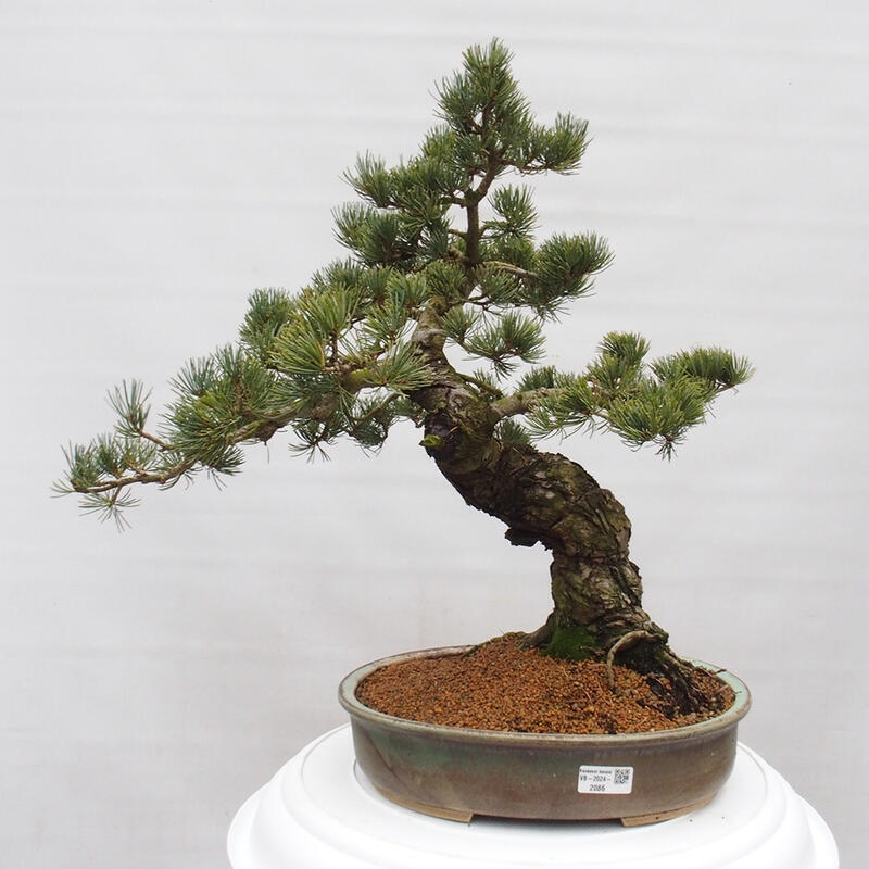 Bonsai da esterno - Pinus parviflora - Pinus parviflora
