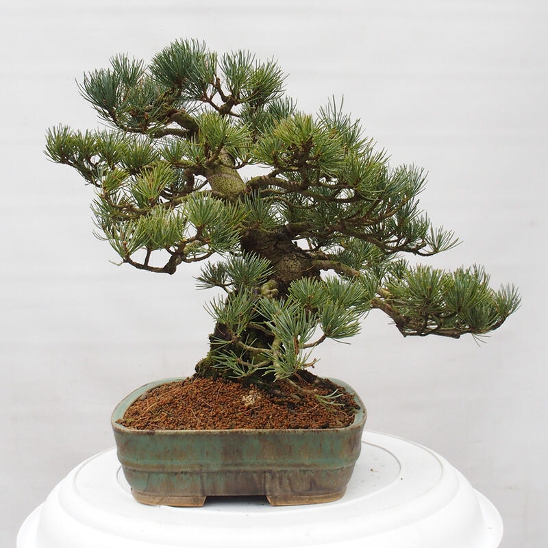 Bonsai da esterno - Pinus parviflora - Pinus parviflora