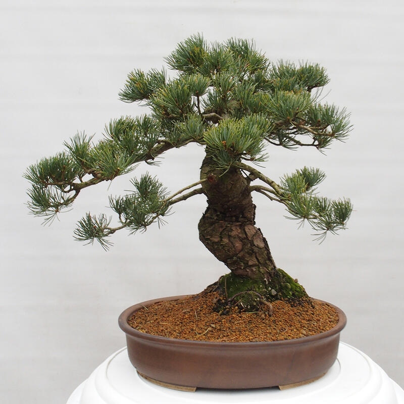 Bonsai da esterno - Pinus parviflora - Pinus parviflora