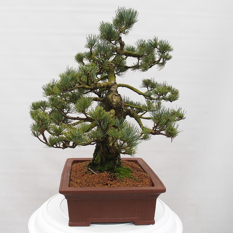 Bonsai da esterno - Pinus parviflora - Pinus parviflora