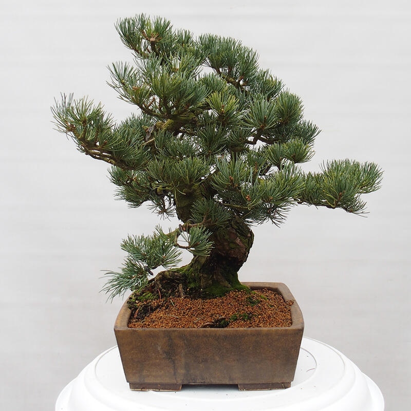 Bonsai da esterno - Pinus parviflora - Pinus parviflora
