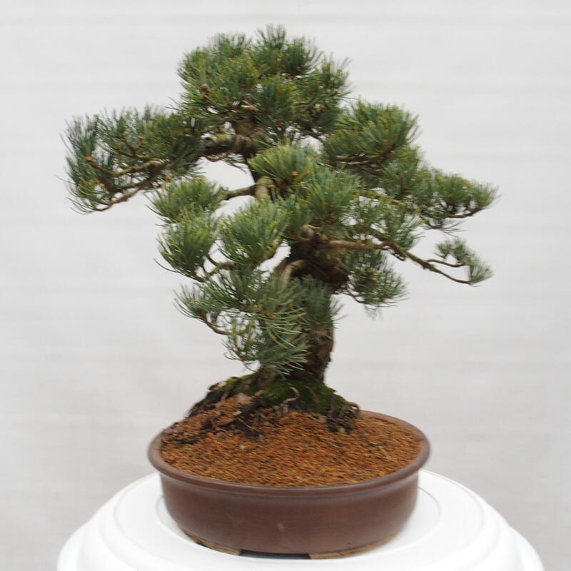Bonsai da esterno - Pinus parviflora - Pinus parviflora