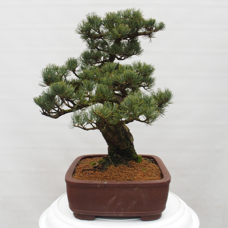 Bonsai da esterno - Pinus parviflora - Pinus parviflora