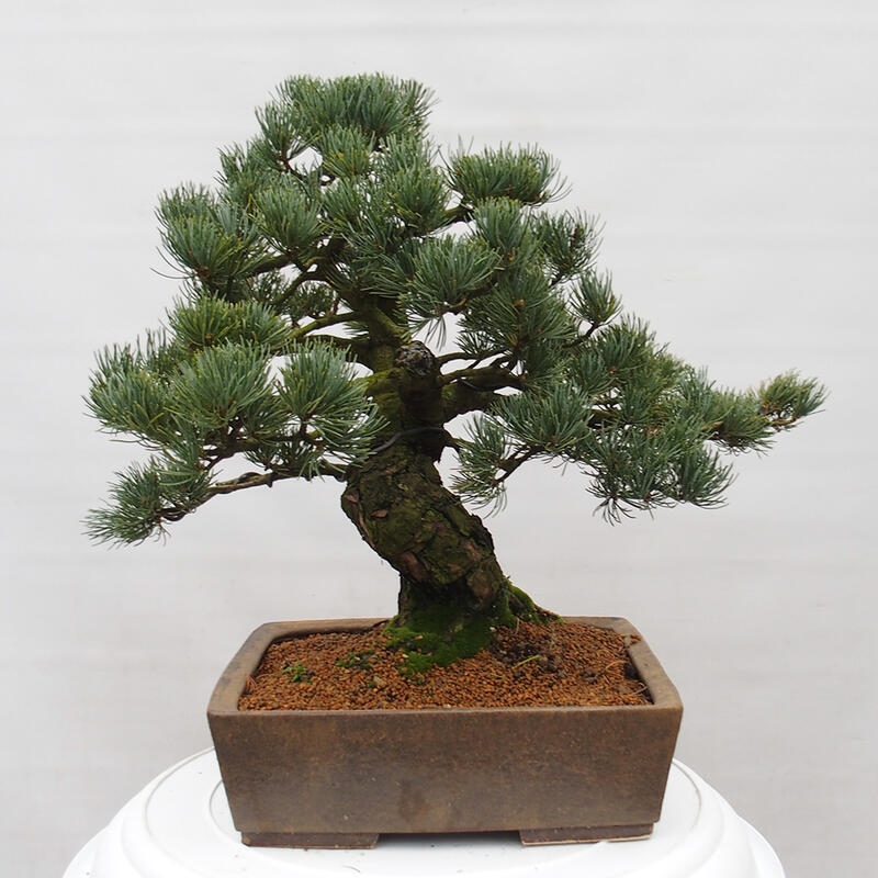 Bonsai da esterno - Pinus parviflora - Pinus parviflora