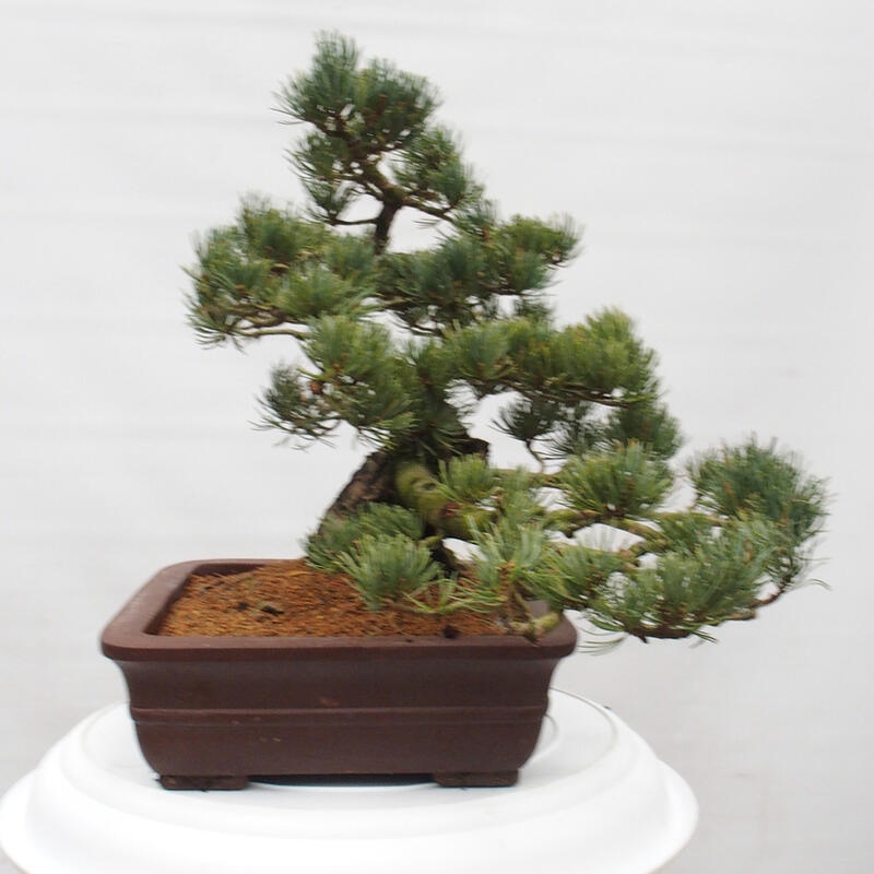 Bonsai da esterno - Pinus parviflora - Pinus parviflora