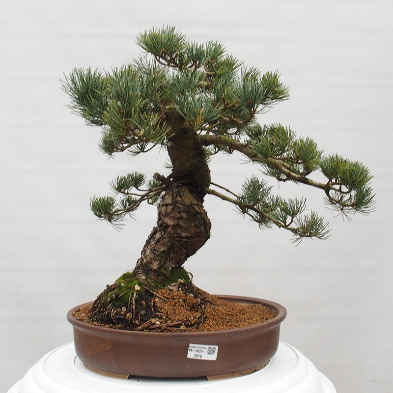 Bonsai da esterno - Pinus parviflora - Pinus parviflora