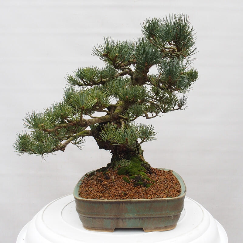 Bonsai da esterno - Pinus parviflora - Pinus parviflora