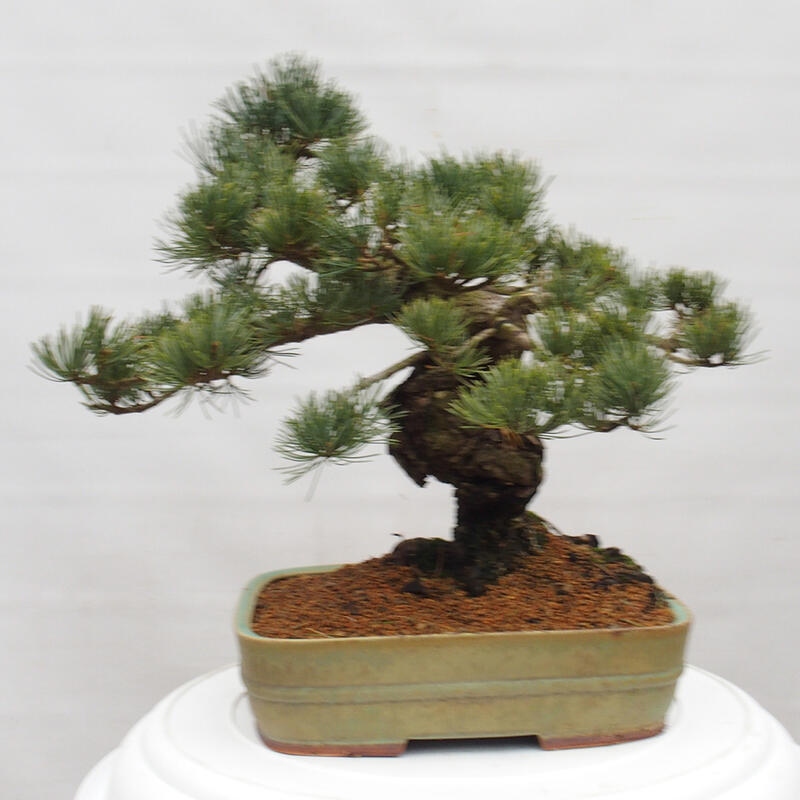 Bonsai da esterno - Pinus parviflora - Pinus parviflora
