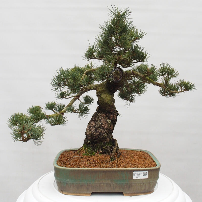 Bonsai da esterno - Pinus parviflora - Pinus parviflora