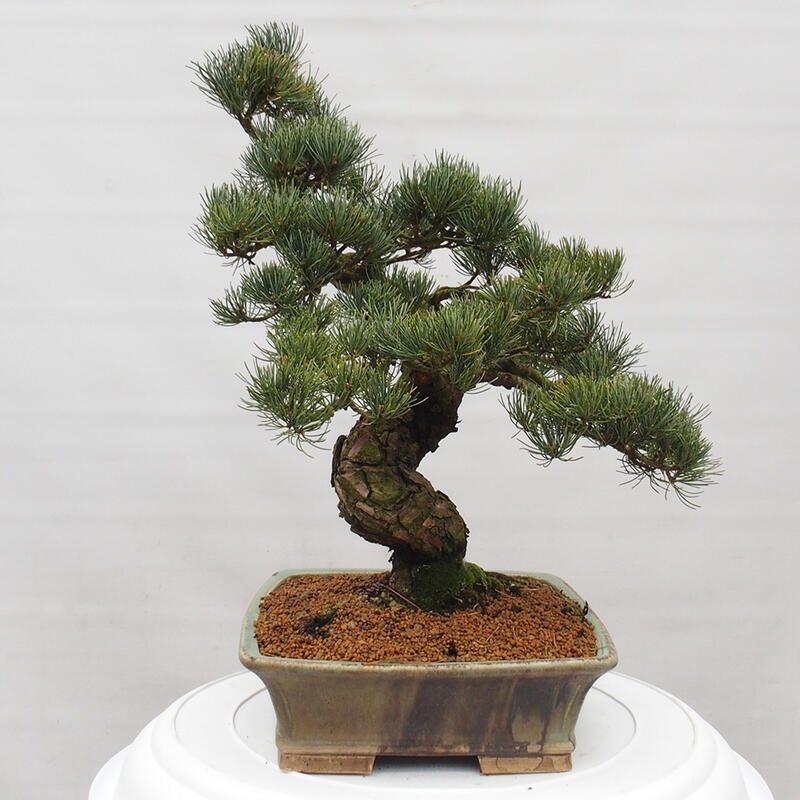Bonsai da esterno - Pinus parviflora - Pinus parviflora