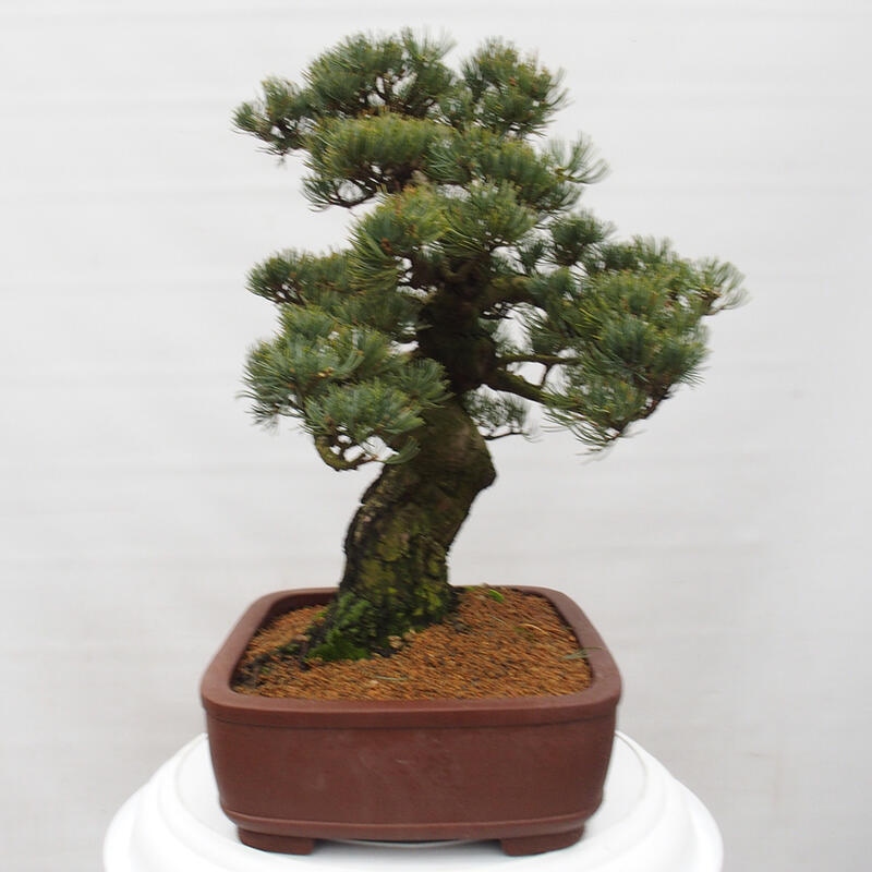 Bonsai da esterno - Pinus parviflora - Pinus parviflora