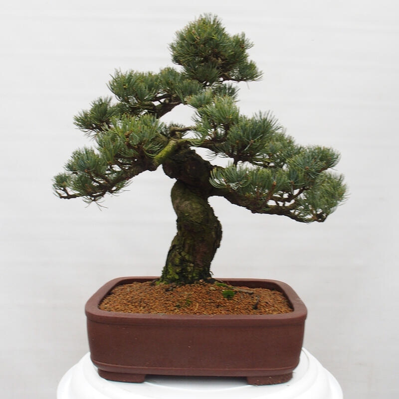 Bonsai da esterno - Pinus parviflora - Pinus parviflora