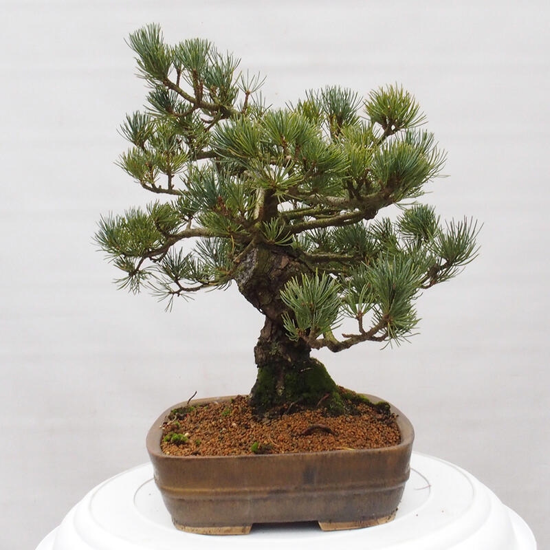 Bonsai da esterno - Pinus parviflora - Pinus parviflora
