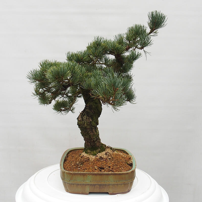 Bonsai da esterno - Pinus parviflora - Pinus parviflora
