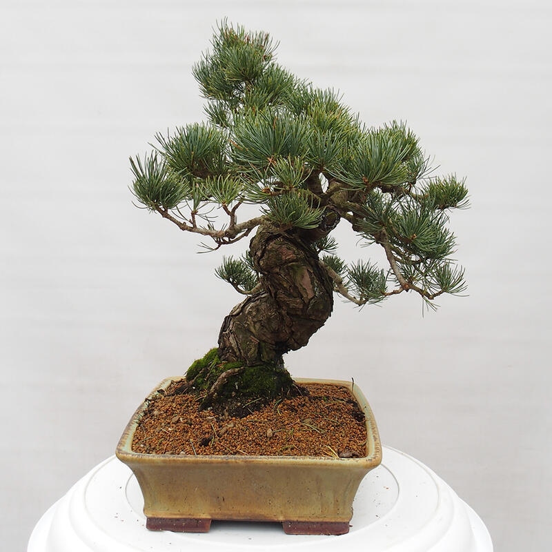 Bonsai da esterno - Pinus parviflora - Pinus parviflora