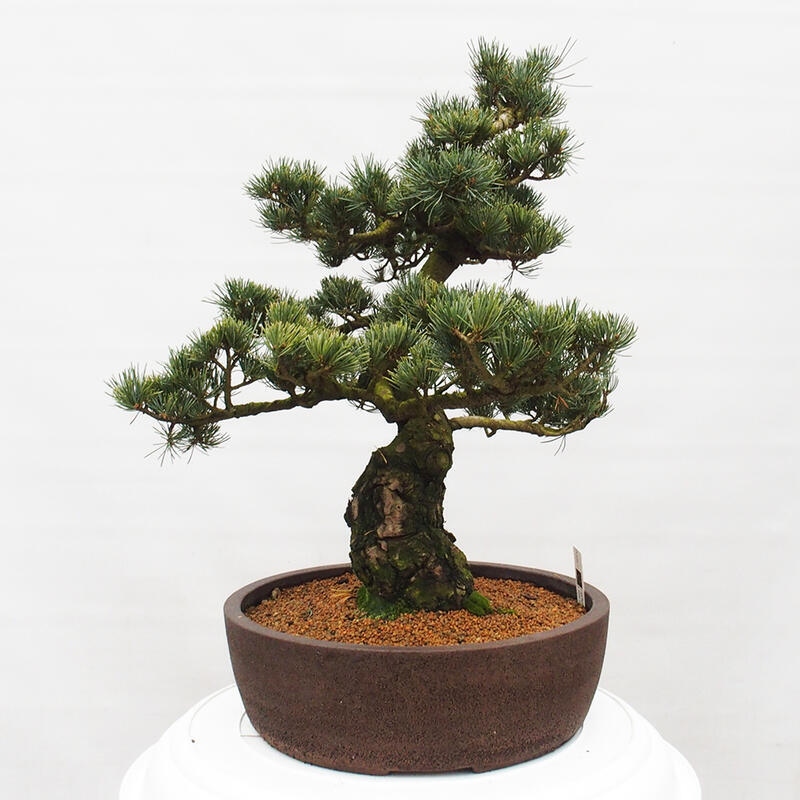 Bonsai da esterno - Pinus parviflora - Pinus parviflora