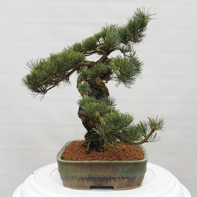 Bonsai da esterno - Pinus parviflora - Pinus parviflora