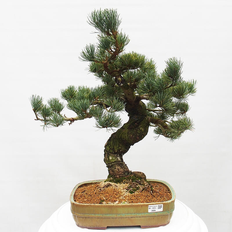 Bonsai da esterno - Pinus parviflora - Pinus parviflora