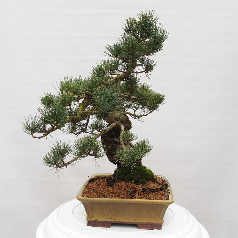 Bonsai da esterno - Pinus parviflora - Pinus parviflora