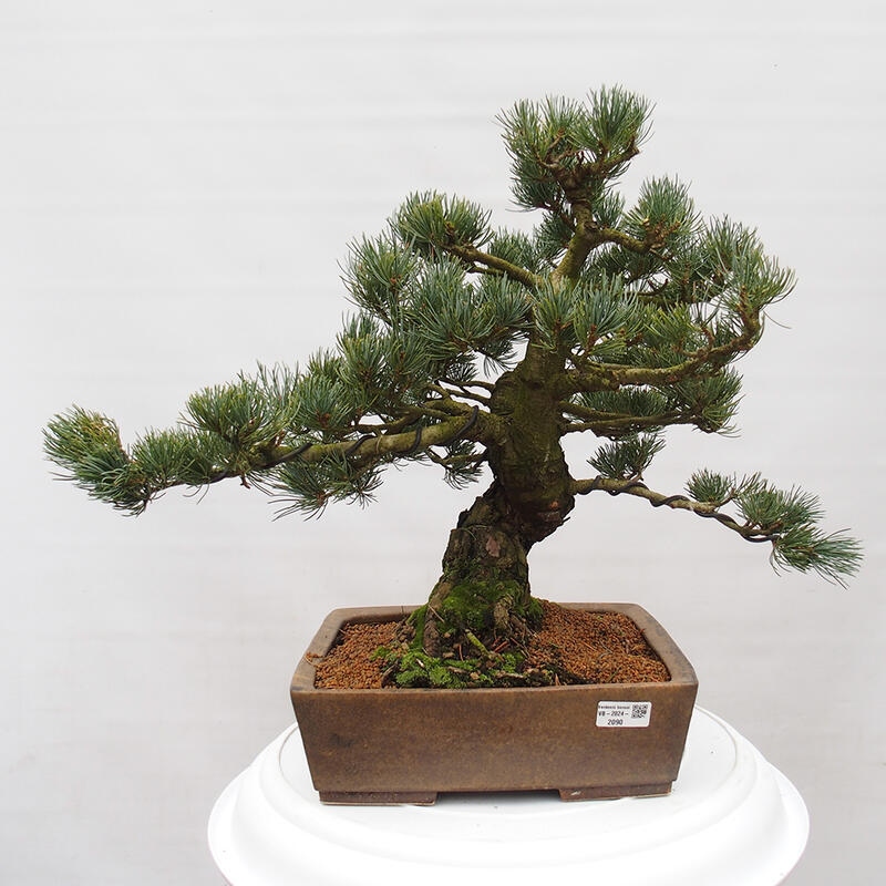 Bonsai da esterno - Pinus parviflora - Pinus parviflora