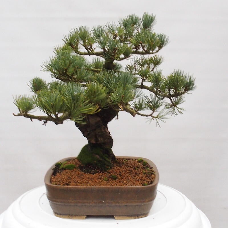 Bonsai da esterno - Pinus parviflora - Pinus parviflora