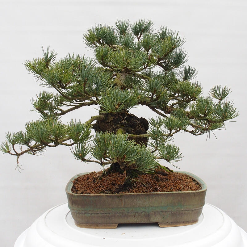 Bonsai da esterno - Pinus parviflora - Pinus parviflora