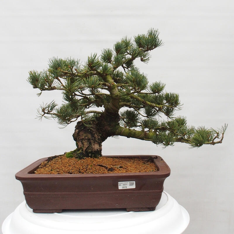 Bonsai da esterno - Pinus parviflora - Pinus parviflora