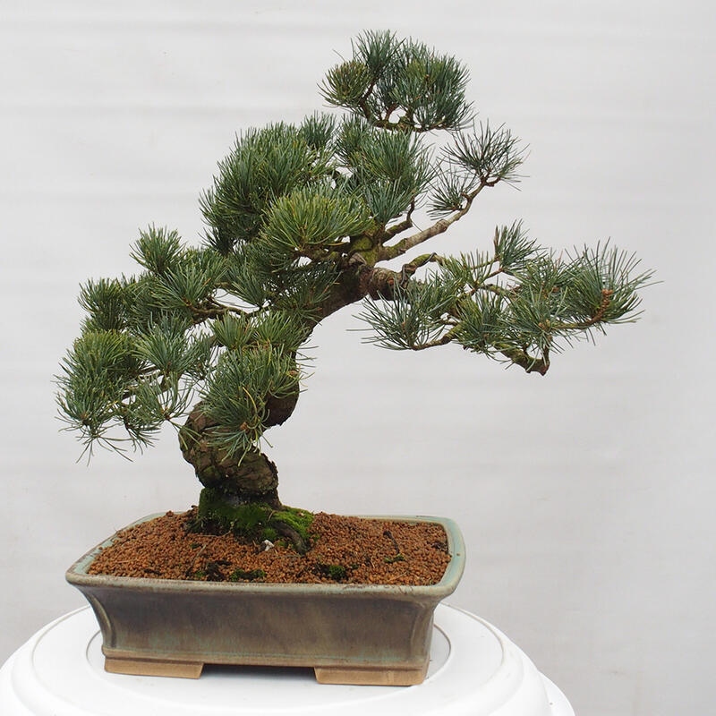 Bonsai da esterno - Pinus parviflora - Pinus parviflora