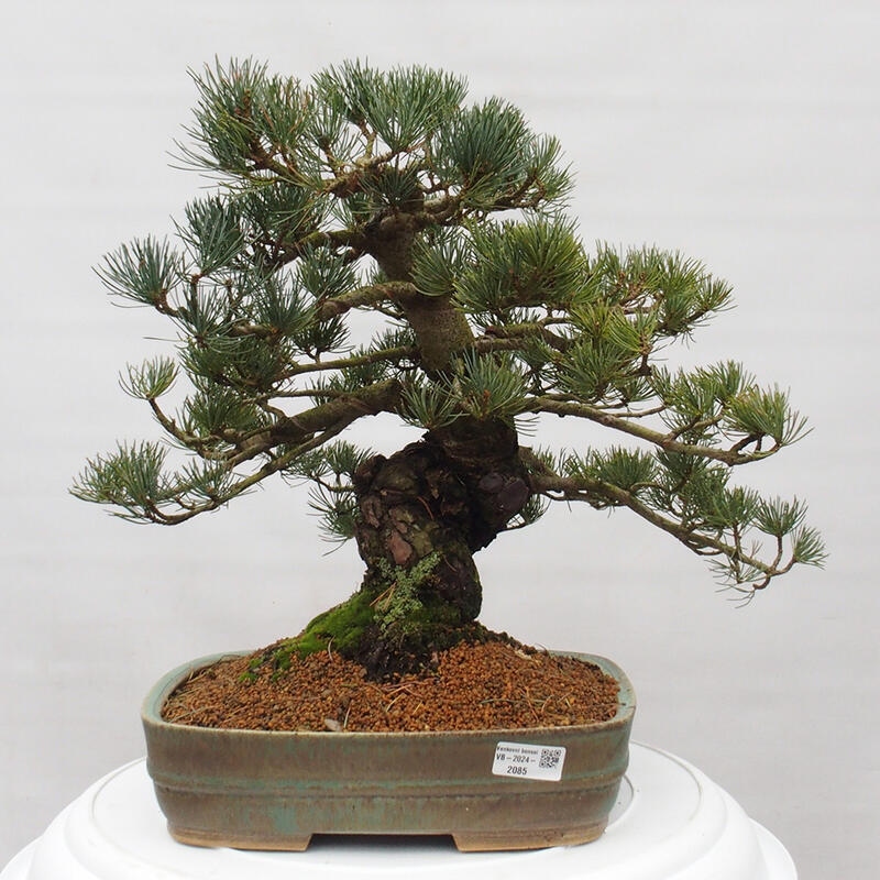 Bonsai da esterno - Pinus parviflora - Pinus parviflora