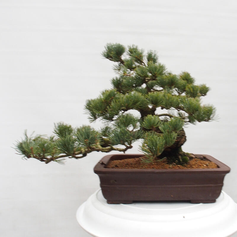 Bonsai da esterno - Pinus parviflora - Pinus parviflora