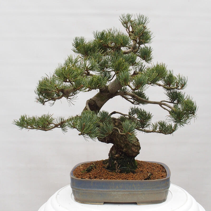 Bonsai da esterno - Pinus parviflora - Pinus parviflora