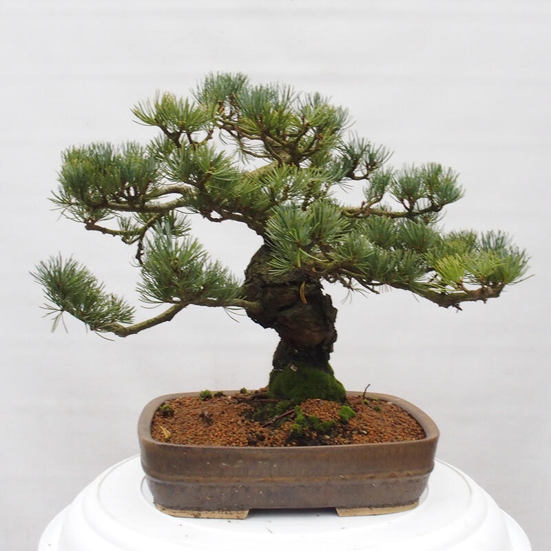 Bonsai da esterno - Pinus parviflora - Pinus parviflora