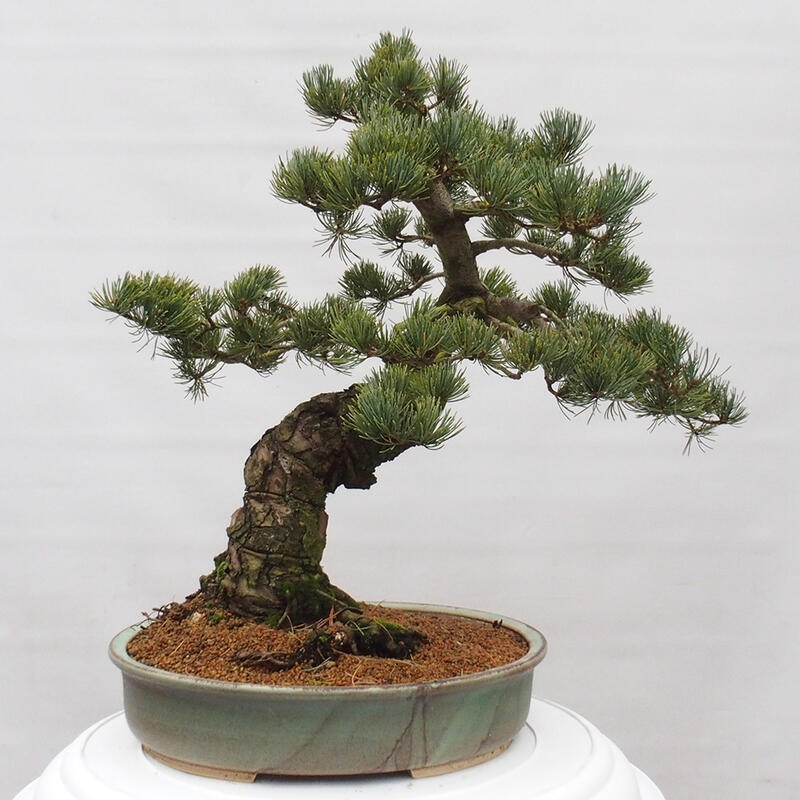 Bonsai da esterno - Pinus parviflora - Pinus parviflora