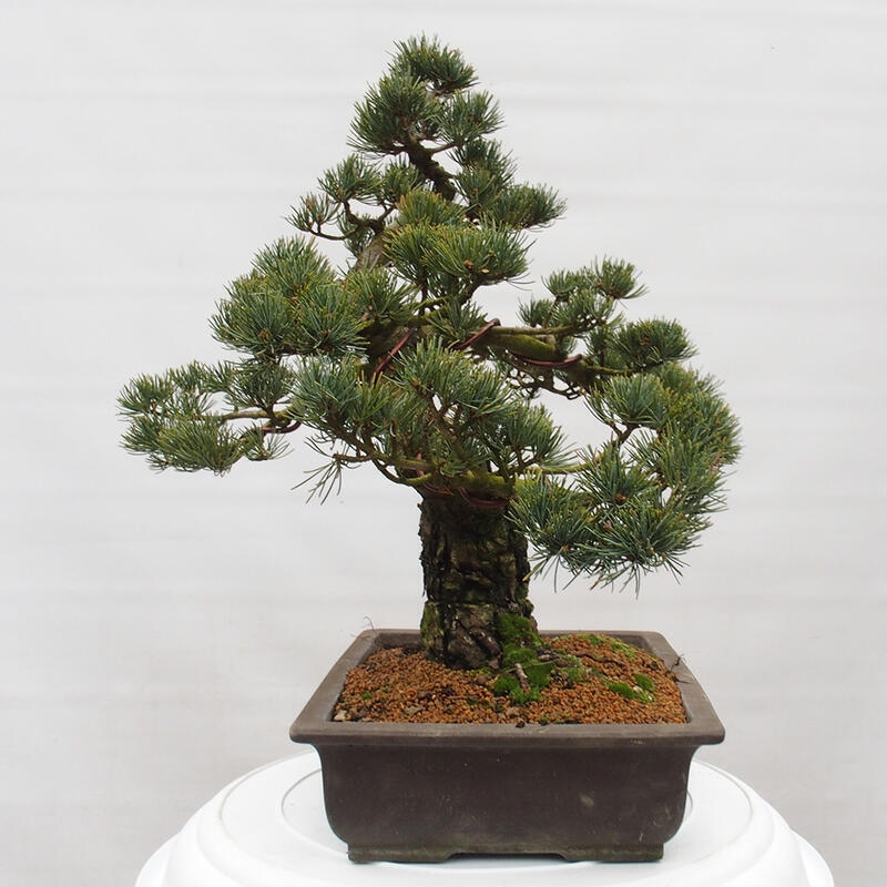 Bonsai da esterno - Pinus parviflora - Pinus parviflora
