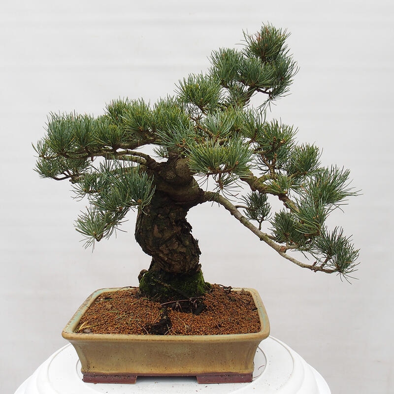 Bonsai da esterno - Pinus parviflora - Pinus parviflora