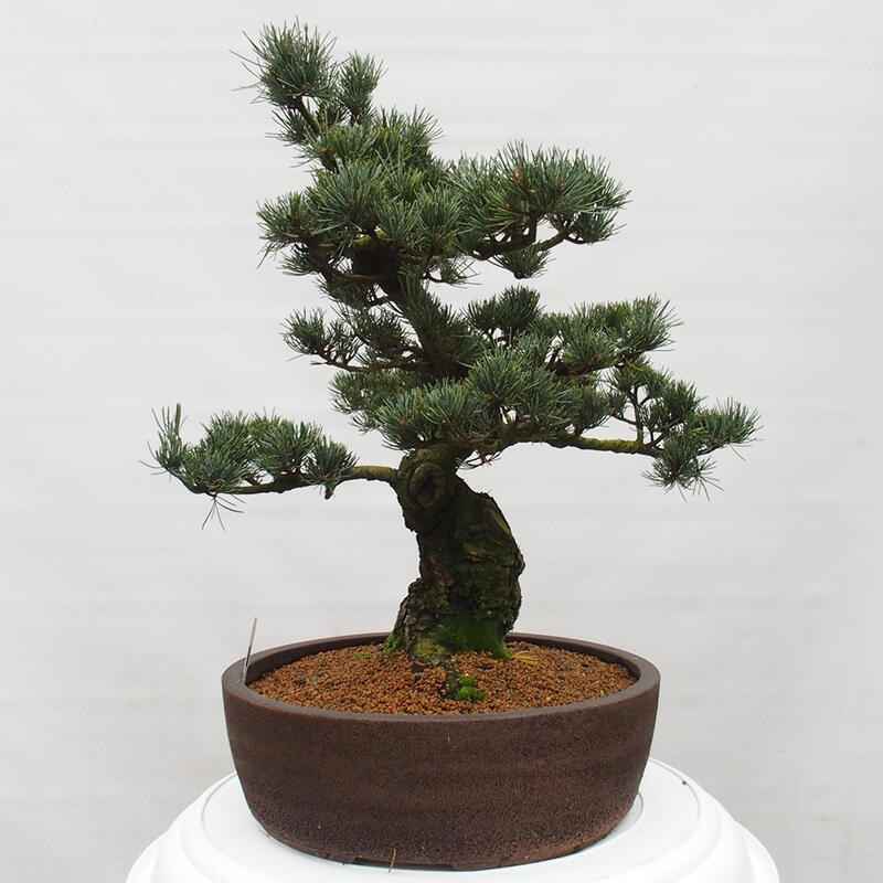 Bonsai da esterno - Pinus parviflora - Pinus parviflora