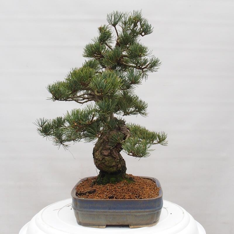 Bonsai da esterno - Pinus parviflora - Pinus parviflora